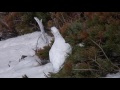 ライチョウ（2）冬羽♂♀（室堂） ptarmigan grouse wild bird 野鳥 動画図鑑