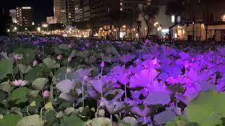 秋田　千秋公園のお堀の蓮の花　ライトアップ