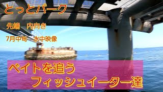 とっとパーク小島　先端内向き水中映像　7月中旬#シーバス#ハマチ#マダイ#グレ#フィッシュイーター