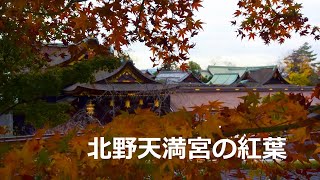 北野天満宮「御土居の紅葉」（2020年11月25日　京都市上京区）