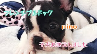 子犬をお迎えしました！フレンチブルドック！