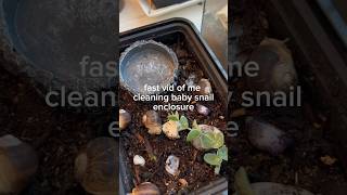 cleaning my baby snail enclosure! #cleaning #snail #shorts