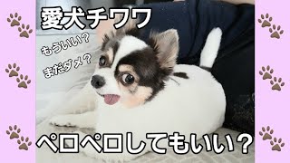 【チワワ】待ちきれないチワワのみるく🐾ペロペロ大好き🐾