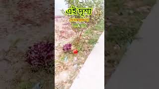 এই দৃশ্য গ্রাম ছাড়া দেখা যায় না❤️🫶#shortvideo #minivlog #shortsfeed #shorts #short