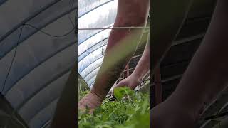 Trimming back dome of the winter cover crop in the greenhouse. We then feed it to our animals 🐝