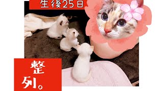 【生後25日目】せいれーつ！大好きな人間父さんの前に並ぶ子猫たち かくれんぼもするよ！【未熟児子猫成長日記】【Kittens Grow Up Vlog】