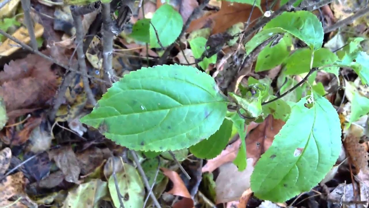 Buckthorn Removal Tips & Tricks #8 - YouTube