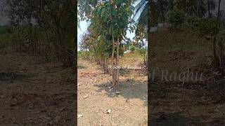 எப்படி இவ்வளவு மரம் 😱தேக்கு தொப்பு #youtubeshorts #vivasayam #village #shortvideo#shortsfeed #farmer