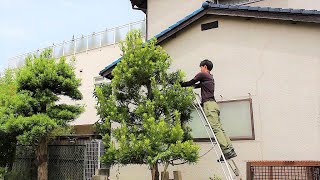 イヌマキの剪定♪【木鋏で切り戻し剪定♪】