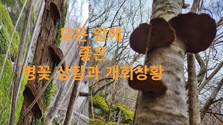 병꽃상황과 개회상황  #상황버섯