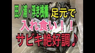 【和歌山・田ノ浦】釣れ過ぎ注意！サビキ好調♪12日正午RT fishingmax和歌山インター店