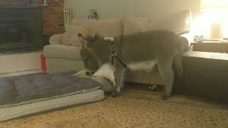 Tiny Tim The Donkey Goes Night Night