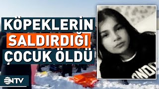 Hakkari'de Yürek Parçalayan Olay, Köpeklerin Saldırdığı Kız Çocuğu Hayatını Kaybetti! | NTV