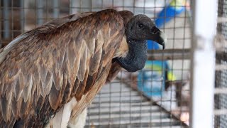 Endangered slender-billed vulture spotted in southwest China