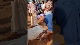 ഇത് നല്ല പാലുള്ള ആടാണ് #shorts #goatfarming #goatmarket #cowmarket #bufallo #pets