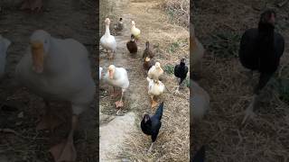 Running Ducks,Goose,Chicken,Rooster #duck #shorts #beautiful #youtubeshorts #animal #birds #pet