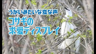 コサギの求愛　うがいみたいな変な声