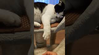 猫パンチの速さが桁違いの猫 #shorts