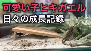 子ヒキガエルの餌やりと成長観察【可愛い捕食シーン】