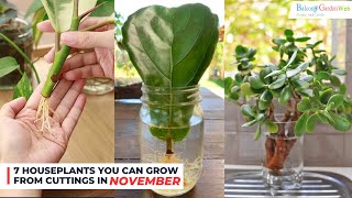 7 Houseplants You Can Grow from Cuttings in November #indoorplants