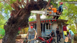 I Cut Down 2 Massive Trees For Only $20 To Save These Houses From A Hurricane!