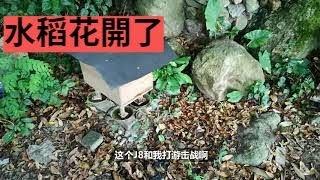 村夫養蜜蜂vlog，水稻花開了，蜜蜂出勤多馬蜂來的也多