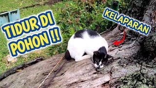 MEMBERI MAKAN KUCING JALNAN DI PAGI HARI !! kucing Rambo