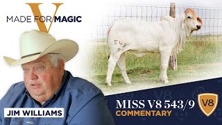 Lot 3 Comments - Miss V8 543/9 Brahman Heifer from Made for Magic V Online Sale