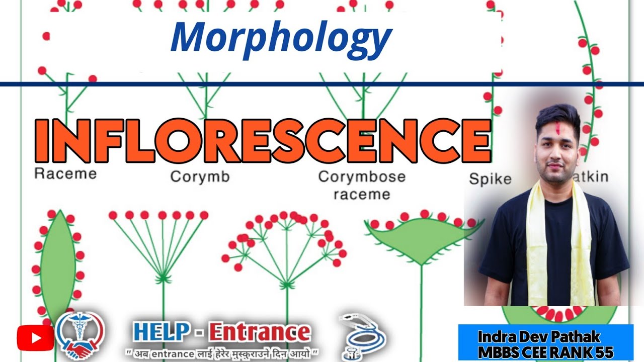 Inflorescence ( Morphology ) - YouTube