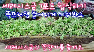 다부댁이 너무 사랑하는 치렁치렁 늘어지는 세레시스금 7포트를 합식해요! 여기는 단지네다육입니다