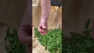 This Is How Hand Rolled Tea Is Made