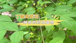 了解鬼箭羽：神奇的药用植物