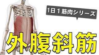 【1日1筋肉×外腹斜筋】お腹全体を外から覆う大きな筋肉：外腹斜筋の起始停止と作用について