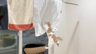 部屋の中に洗濯物を干してたら子猫がまさかのこうなってました…汗