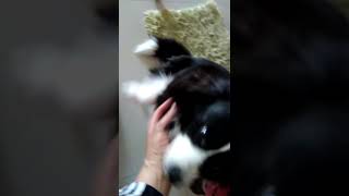 可愛邊境牧羊犬多多 / the cute Border Collie do do