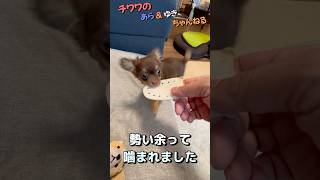 【チワワ】チビ雪ちゃんにガムあげたら大興奮～♪勢いあまってガジられて痛い～♬いや一番痛いのは俺だよ・・・　#shorts　#ショート