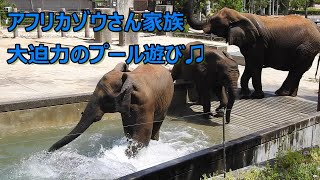 アフリカゾウ家族が仲良くプール遊び。とべ動物園にて。