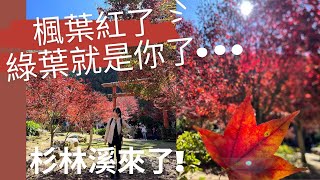 南投必去【杉林溪】 楓葉紅了 11月楓況 杉林溪怎麼玩 松瀧岩瀑布 黃金水杉林 2022/11/17拍攝