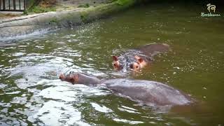 Meet our Nile hippopotamus, Kibu and Rocky!🦛💖 | Zoo Negara Malaysia