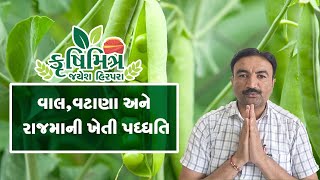 વાલ, વટાણા અને રાજમા ની ખેતી પધ્ધતિ