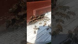 Bees ASMR #asmr #beautiful #beekeeping #bees #shorts