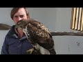 everything you need to know about red tailed hawks america s most visible raptor