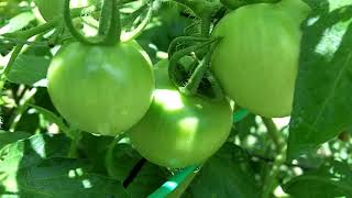 Large Red Cherry Tomatoes