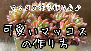 【多肉植物】可愛いマッコスを作ろう！育てやすい増やしやすい可愛い💕簡単に作れます