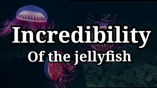 Incredibility of jelly fish | sea animals | Animal world