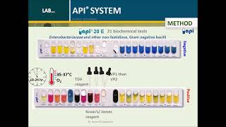 API System for Diagnostic Microbiology: An Overview