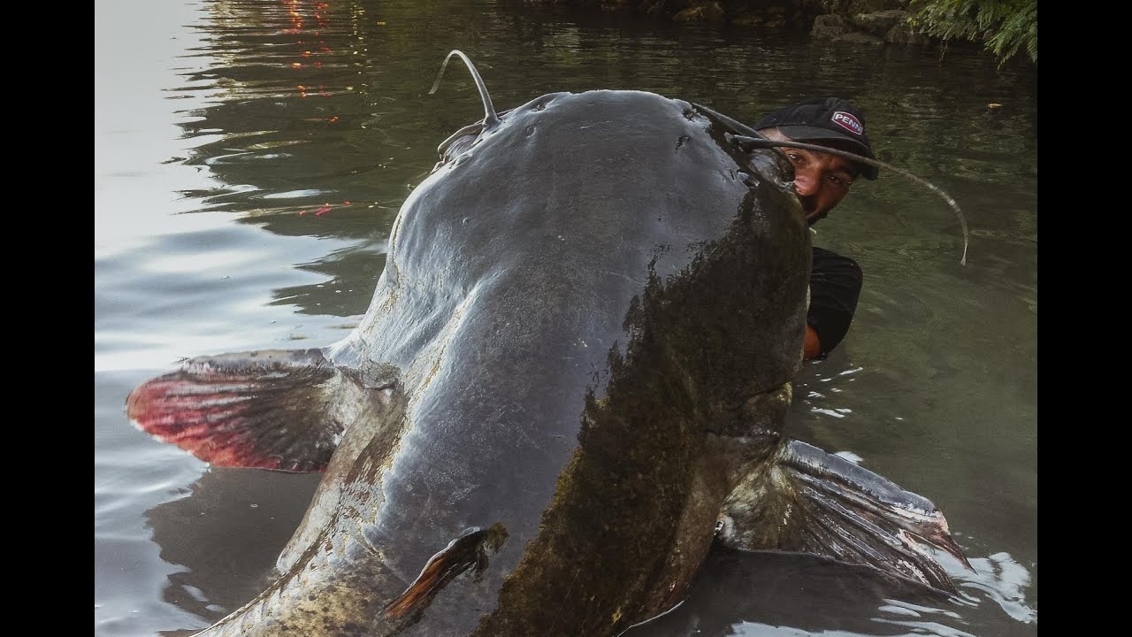 Incredible Huge Catfish 8,5 Feet - 250 LBS - HD By Yuri Grisendi - YouTube