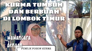 POHON KURMA BERBUAH DI KERUAK KABUPATEN LOMBOK TIMUR