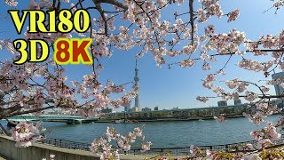 [ 8K 3D VR180 ] 2024年 満開の大寒桜（オオカンザクラ）上野公園＆隅田公園