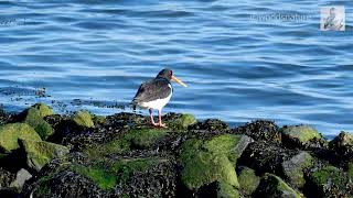 The Eurasian Oystercatcher / Haematopus ostralegus - Scholeksters (Haematopodidae)